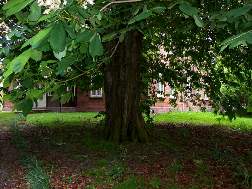 deichhausen57.jpg