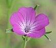 Kornrade2003.jpg
