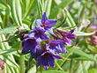 PurpurblauerSteinsame2000.jpg