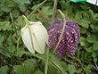 Schachbrettblume1993.jpg