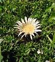 Silberdistel1997.jpg