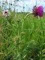 NickendeDistel2008.jpg