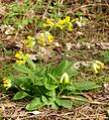 Schluesselblume2016.jpg