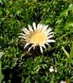 Silberdistel1997.jpg
