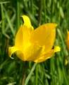WildeTulpe1983.jpg