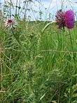 NickendeDistel2008.jpg