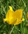 WildeTulpe1983.jpg
