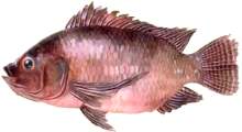 05tilapia.jpg