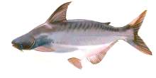 12pangasius.jpg