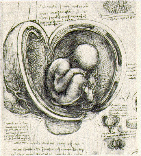 Leonardo da Vincis Zeichnung eines Foetus im Mutterleib