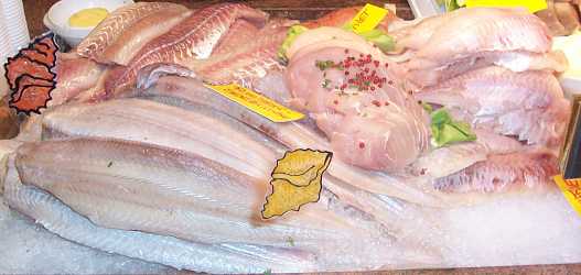 Fischquiz