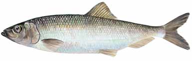 Hering