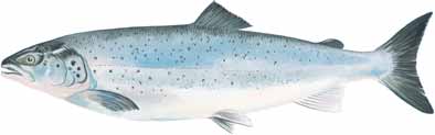 Lachs