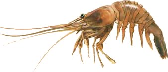 Nordseekrabbe