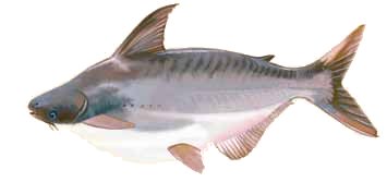 Pangasius