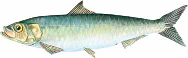 Sardine