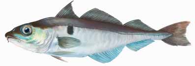Schellfisch