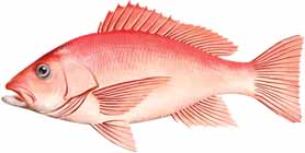 Schnapper / Snapper