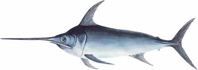 Schwertfisch