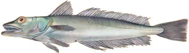 Seehecht