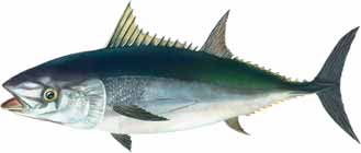 Thunfisch