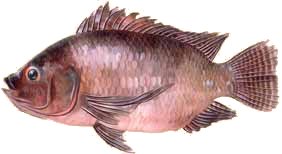 Tilapia