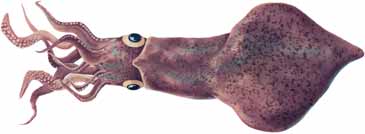 Tintenfisch