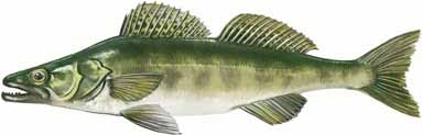 Zander