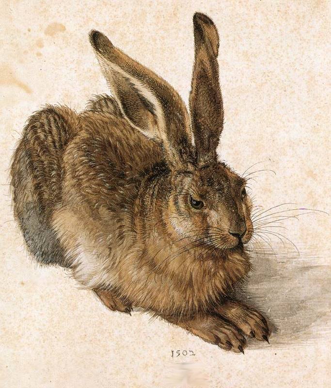 Junger Hase 1502