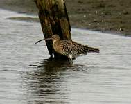 grosserbrachvogel1982.jpg
