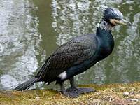 kormoran2010.jpg