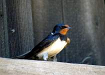 rauchschwalbe1979.jpg
