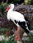 weissstorch1984.jpg